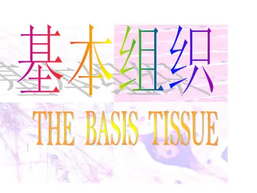 人体解剖学-基本组织 ppt课件