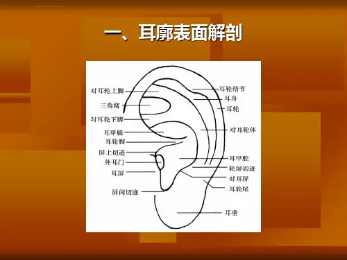 耳穴压豆课件ppt