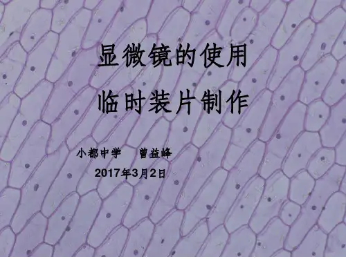 显微镜使用和临时装片制作