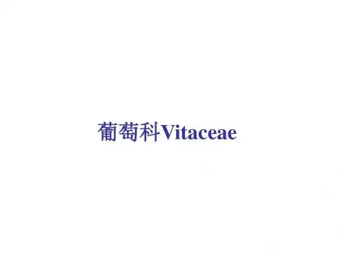 葡萄科
