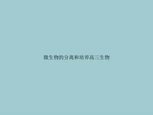 微生物的分离和培养高三生物【共32张PPT】