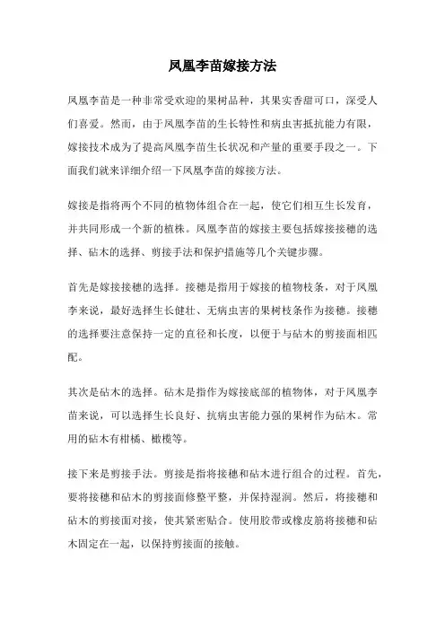 凤凰李苗嫁接方法