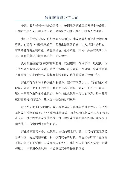 菊花的观察小学日记