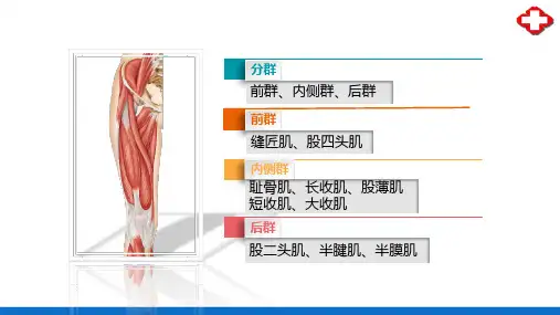 肌学—下肢肌(正常人体结构课件)