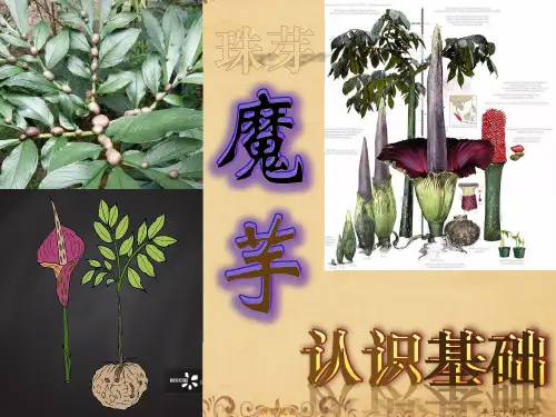 珠芽魔芋种植技术基础