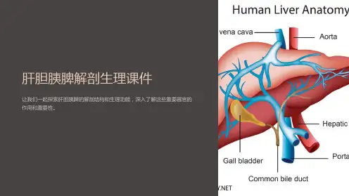 肝胆胰脾解剖生理课件