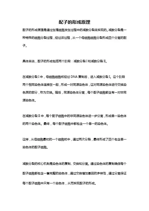 配子的形成原理