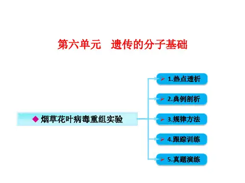 223 烟草花叶病毒重组实验.ppt