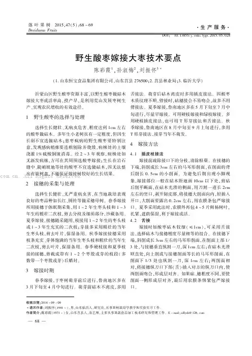 野生酸枣嫁接大枣技术要点