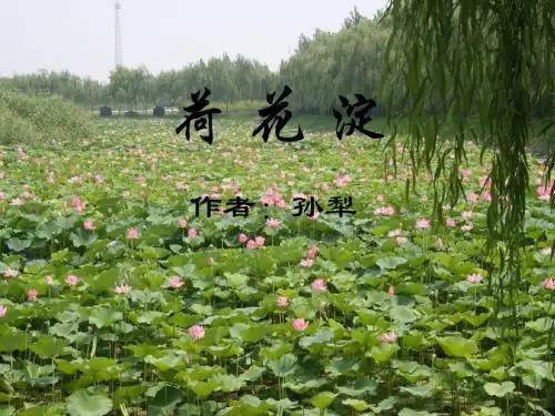 荷花淀ppt180 鲁教版