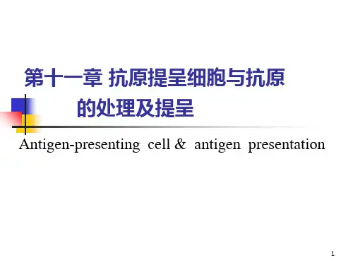 抗原提呈细胞与抗原的处理及提呈