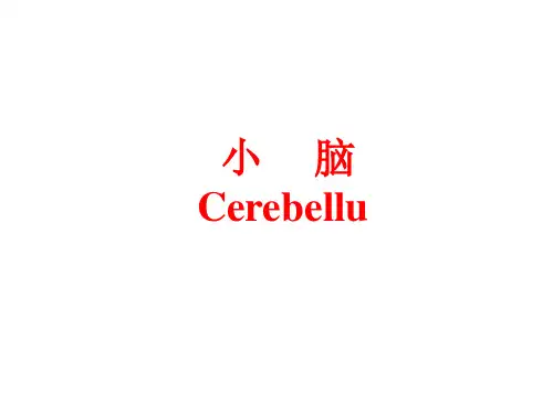 小脑结构-解剖学