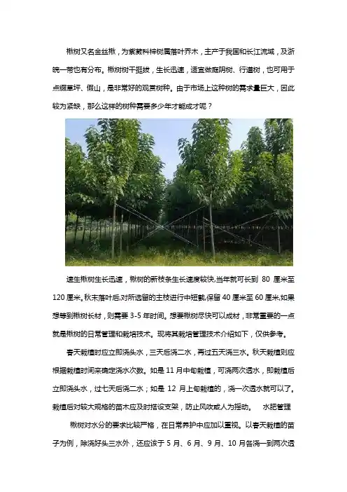 速生楸树多少年成材