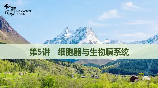第5讲 细胞器与生物膜系统 2022年 新高考生物一轮总复习