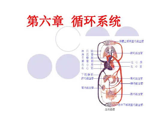 6循环系统精品PPT课件
