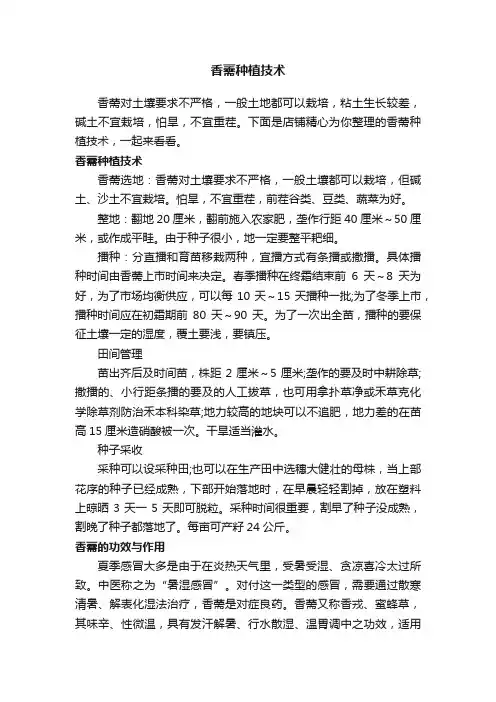 香薷种植技术