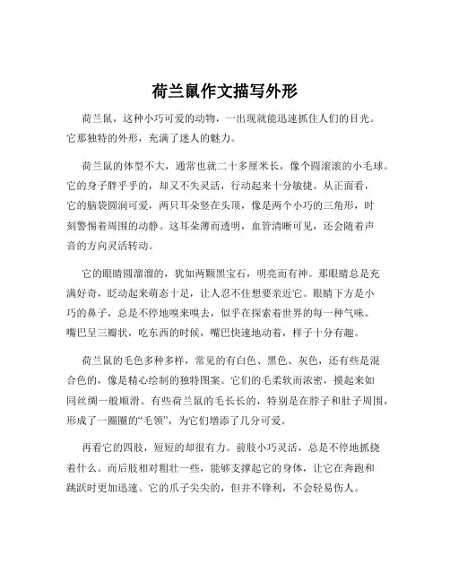 荷兰鼠作文描写外形