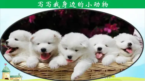 【人教版部编本】三年级上册作文我的动物朋友(完美版)PPT课件
