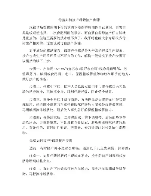 母猪如何接产母猪接产步骤
