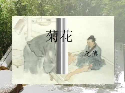《菊花》教学课件