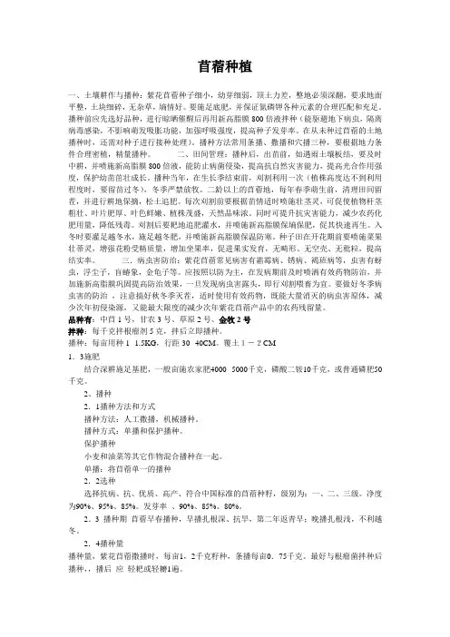 苜蓿种植