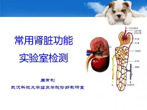 诊断学肾功能检测.