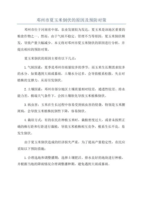 邓州市夏玉米倒伏的原因及预防对策