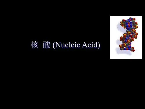 生物化学第三章核酸PPT课件