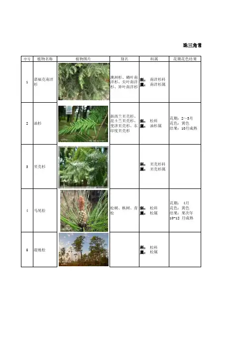 最系统的常见园林植物表——常绿乔木