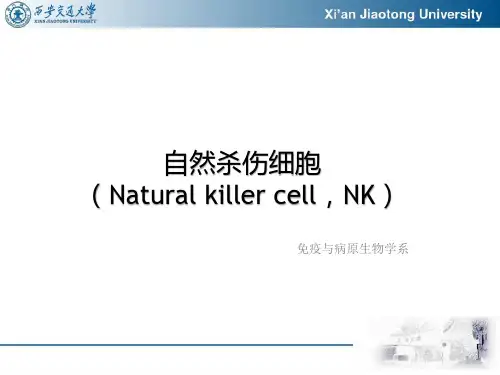 NK细胞(自然杀伤细胞)