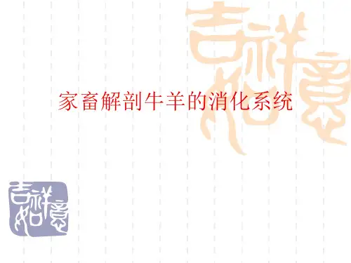 家畜解剖牛羊的消化系统PPT课件