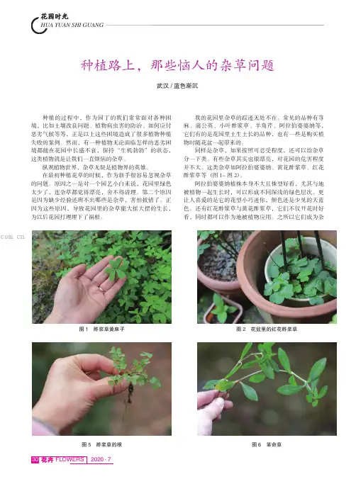 种植路上,那些恼人的杂草问题