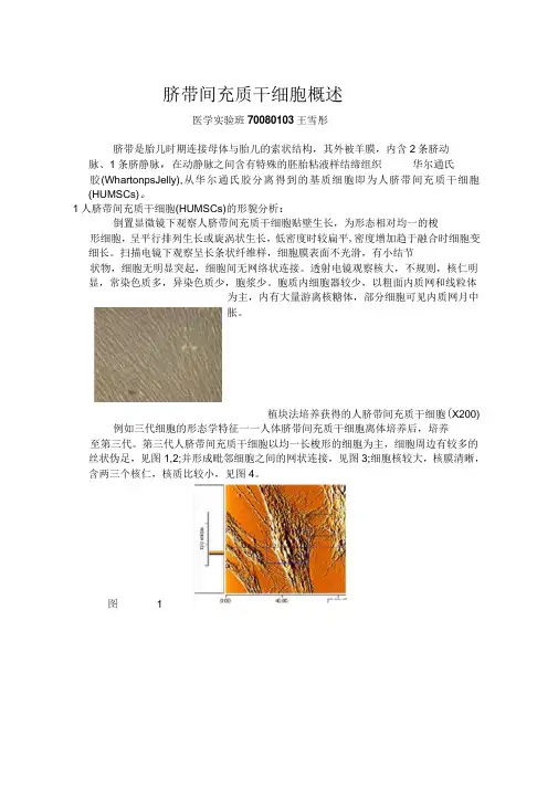 脐带间充质干细胞综述转