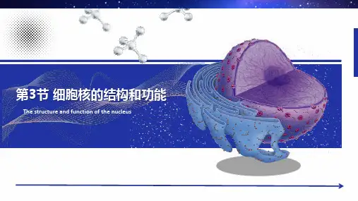 人教版2019高中生物必修一3.3细胞核的结构和功能(共25张PPT).ppt