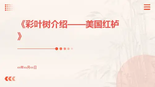 彩叶树介绍——美国红栌