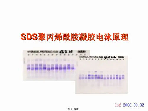 SDS-PAGE(SDS聚丙烯酰胺凝胶电泳)原理(共20张)