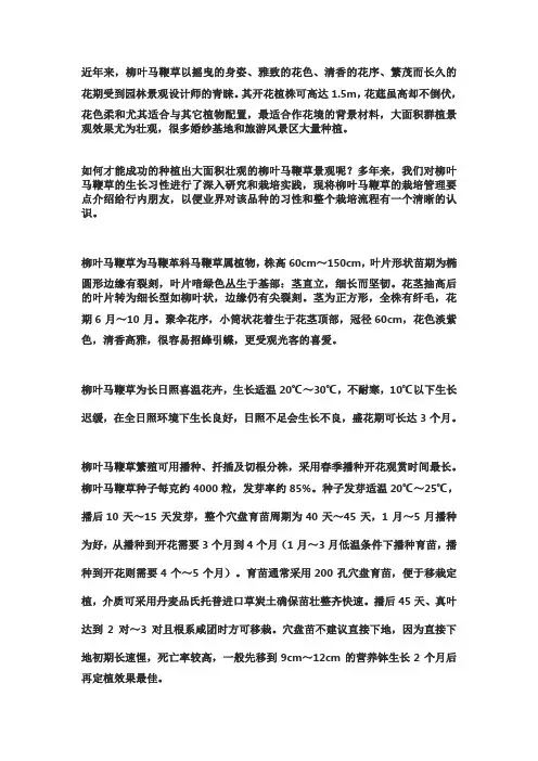 柳叶马鞭草的栽培管理技术