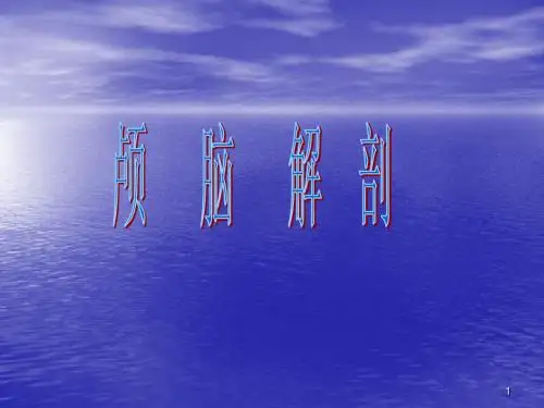 颅脑解剖ppt课件