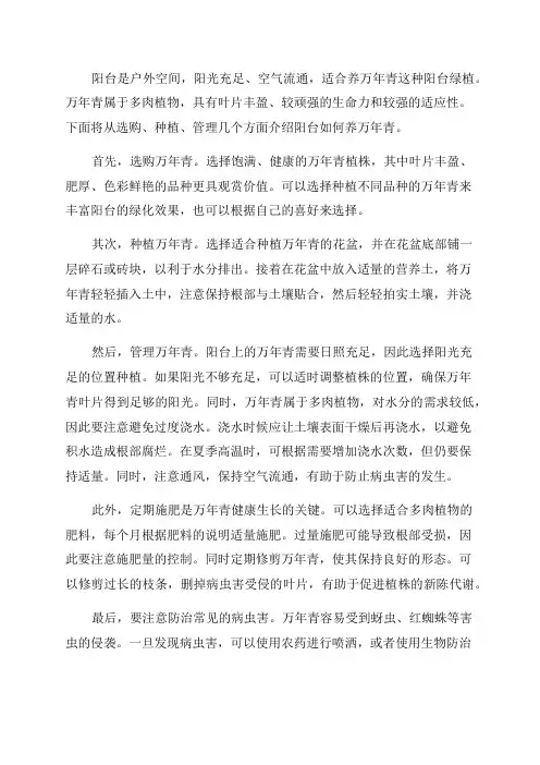 阳台如何养万年青