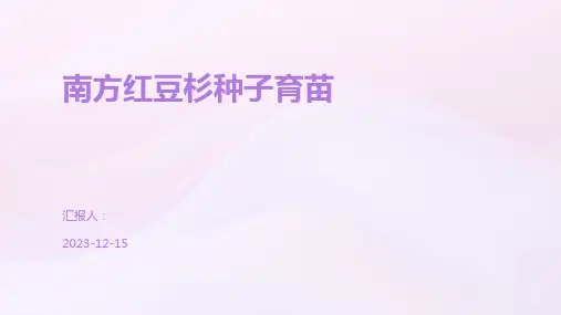 南方红豆杉种子育苗