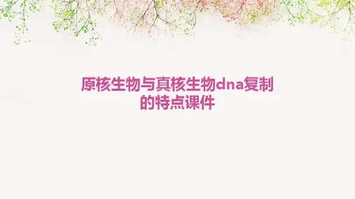 原核生物与真核生物DNA复制的特点课件