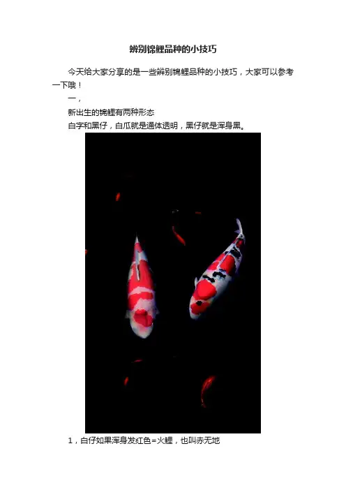 辨别锦鲤品种的小技巧