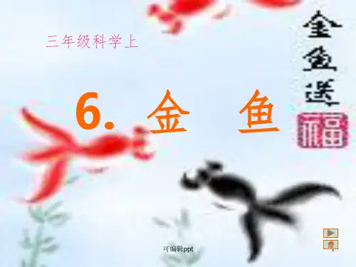教科版科学三年级上册《金鱼》1114ppt课件