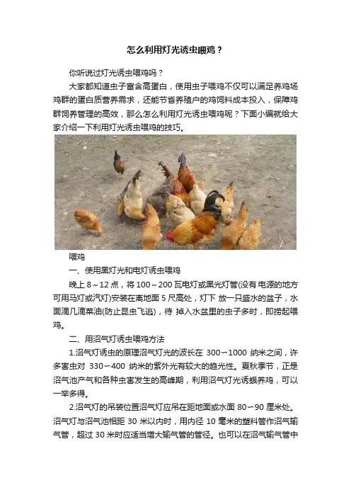 怎么利用灯光诱虫喂鸡？
