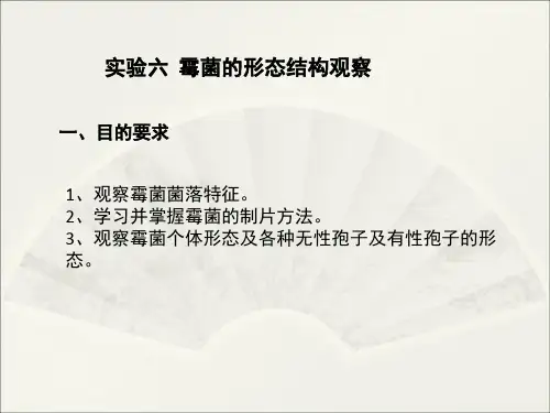 霉菌的形态结构观察.