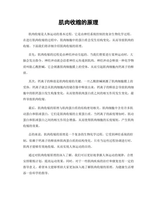 肌肉收缩的原理