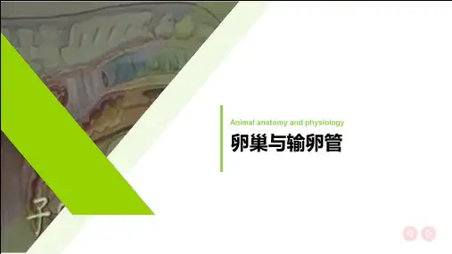 雌性生殖系统解剖生理识别课件(共18张PPT)《畜禽解剖生理(第四版)》(高教版)