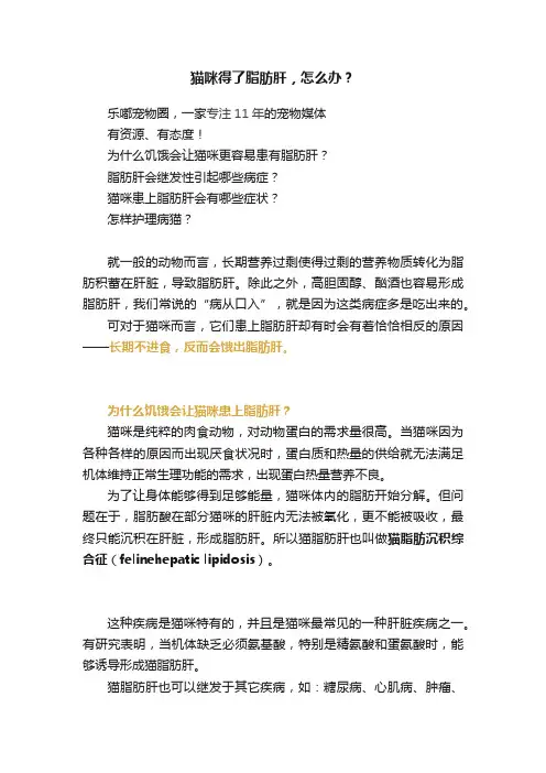 猫咪得了脂肪肝，怎么办？