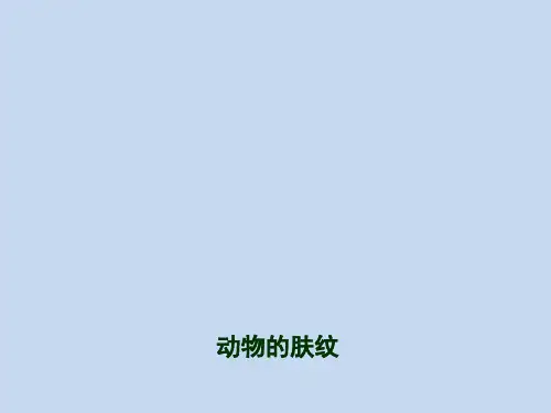 三年级综合实践活动课件-动物的肤纹 全国通用(共18张PPT)劳动技术课件