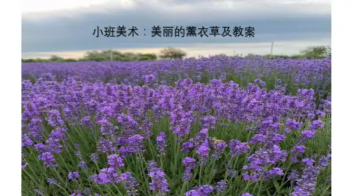 小班美术：美丽的薰衣草PPT 及教案